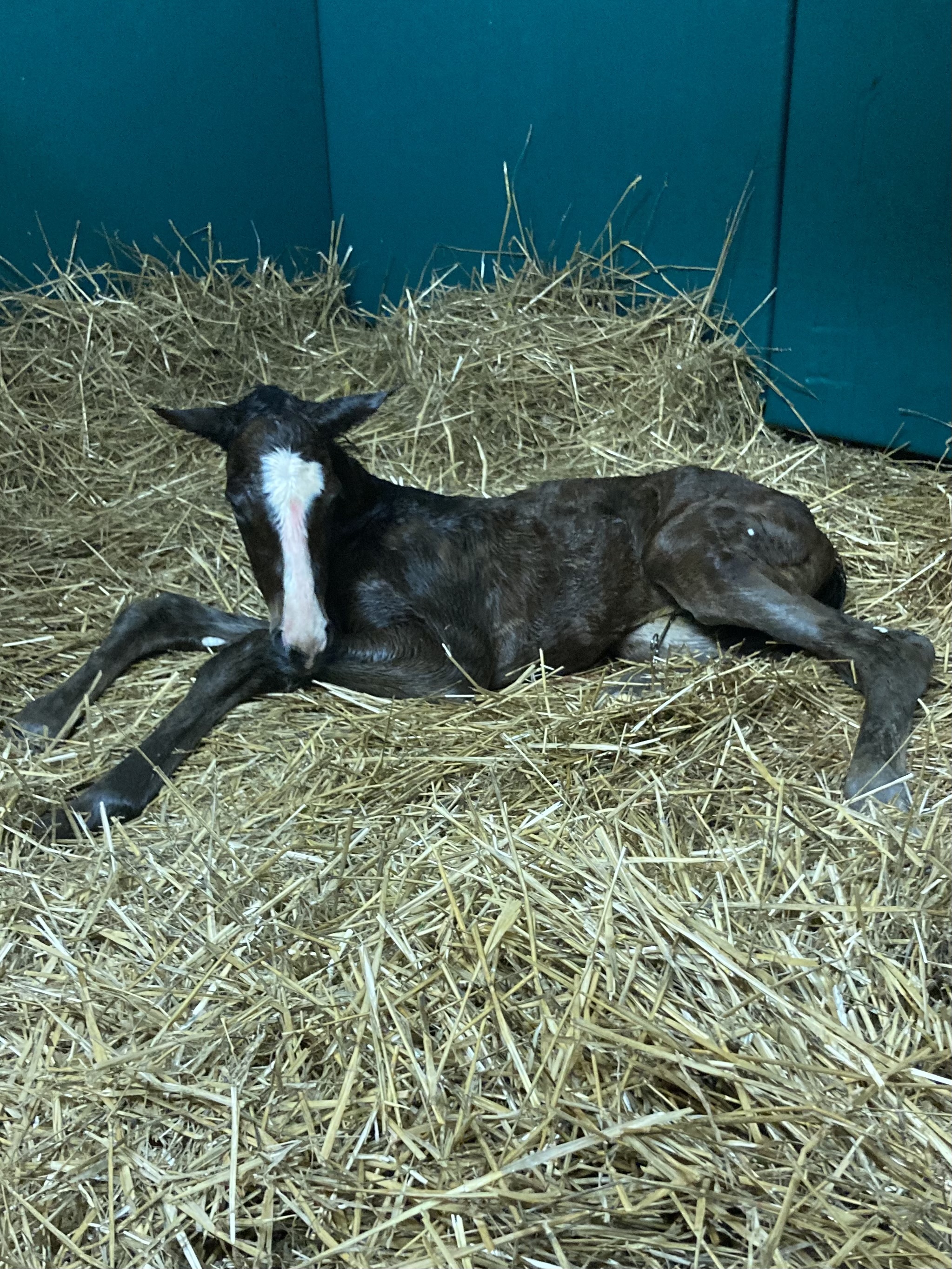 Newborn Foal In Stall