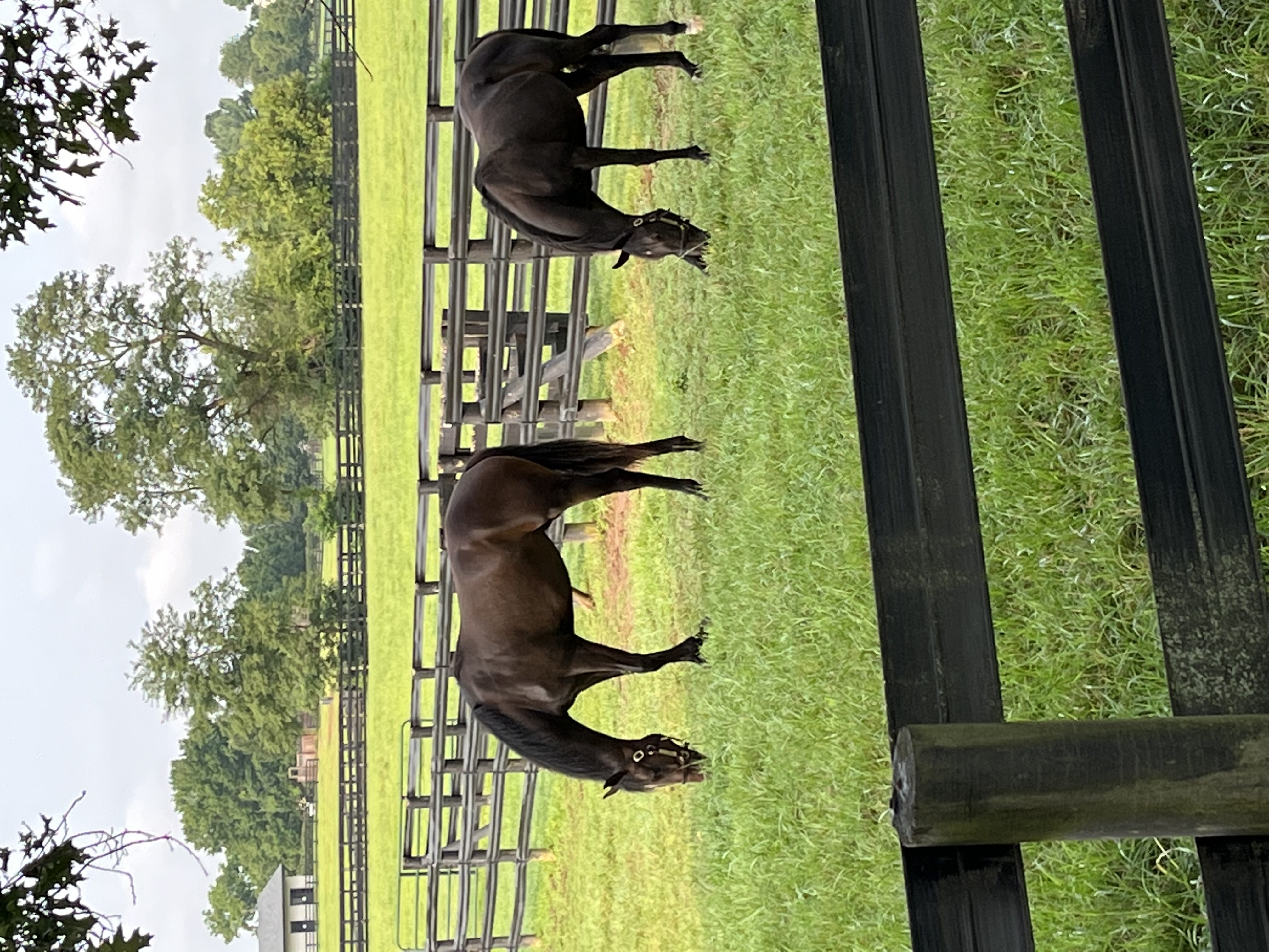 Two Dark Colored Horses