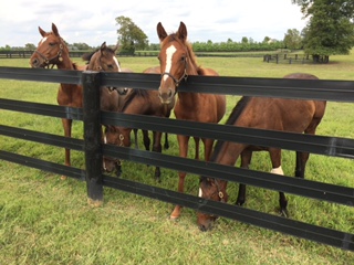 Five Horses In Paddock