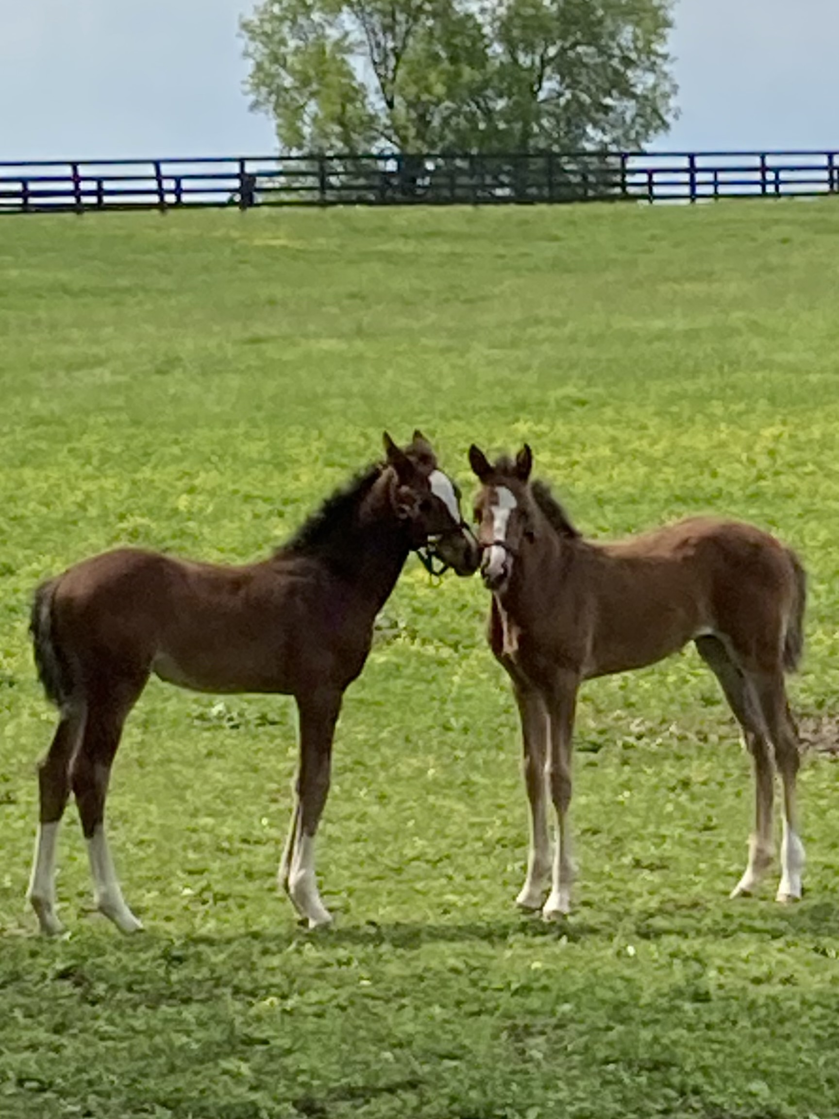 Summer Cute Two Foals