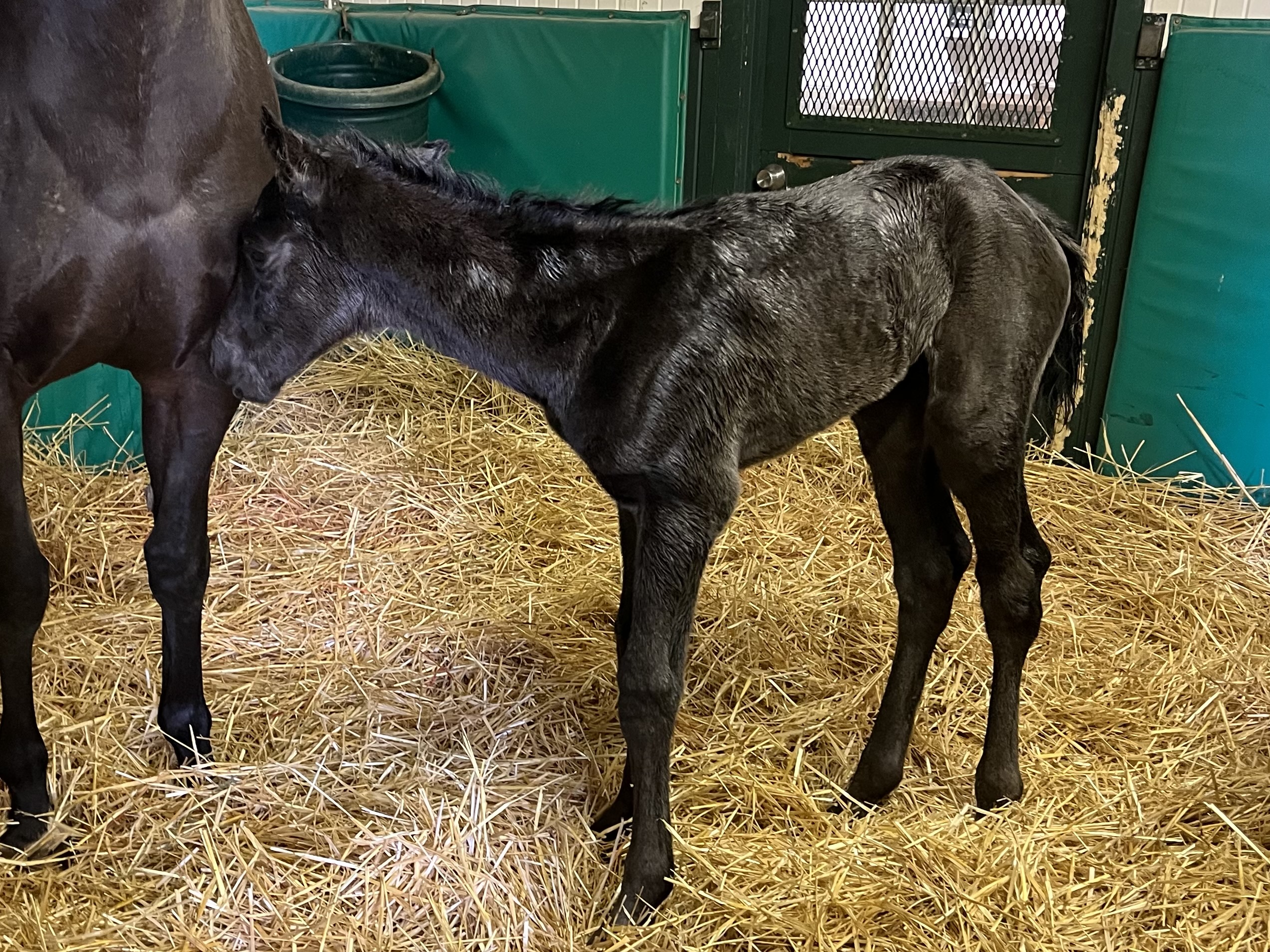 Foal In Stall