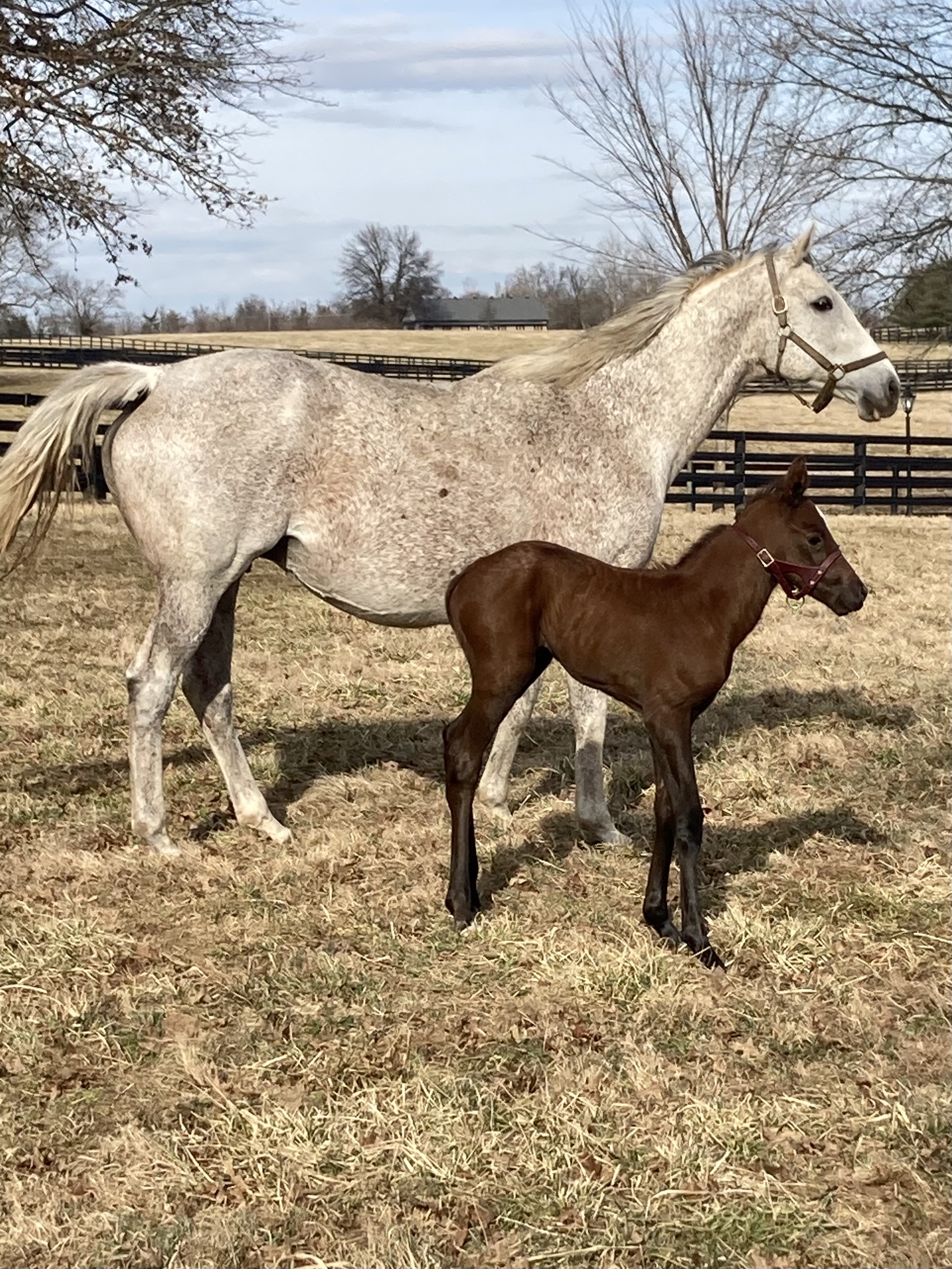 Winter Mare And Foal